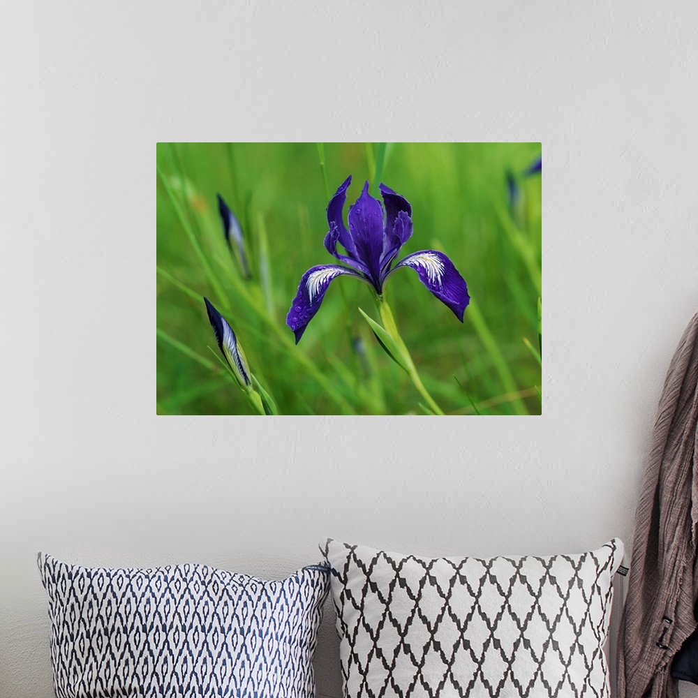 A bohemian room featuring Horizontal, close up photograph of a blooming iris surrounded by several buds and long grasses in...