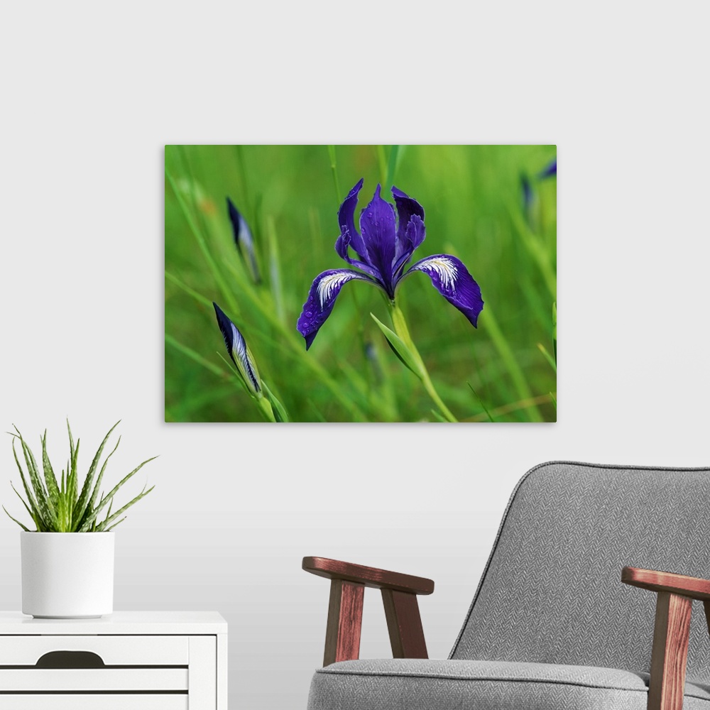 A modern room featuring Horizontal, close up photograph of a blooming iris surrounded by several buds and long grasses in...