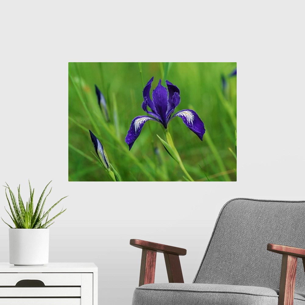 A modern room featuring Horizontal, close up photograph of a blooming iris surrounded by several buds and long grasses in...