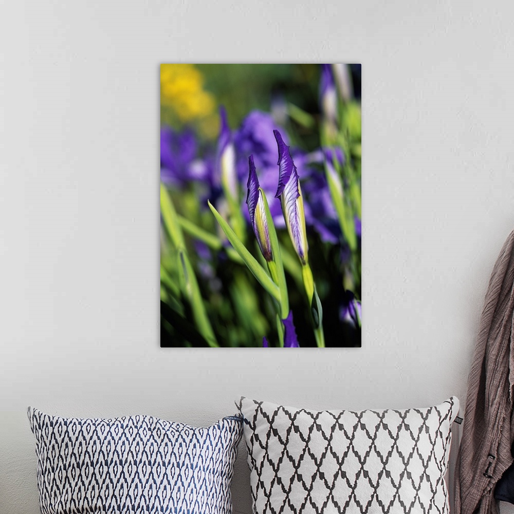 A bohemian room featuring Oregon Iris Flowers In Bloom