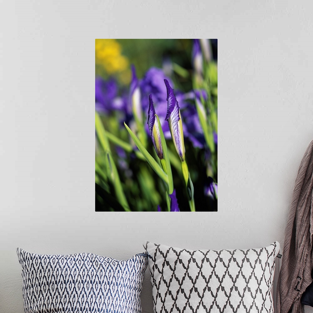 A bohemian room featuring Oregon Iris Flowers In Bloom
