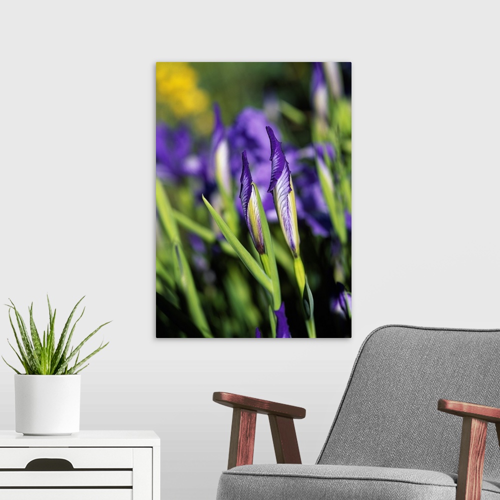 A modern room featuring Oregon Iris Flowers In Bloom