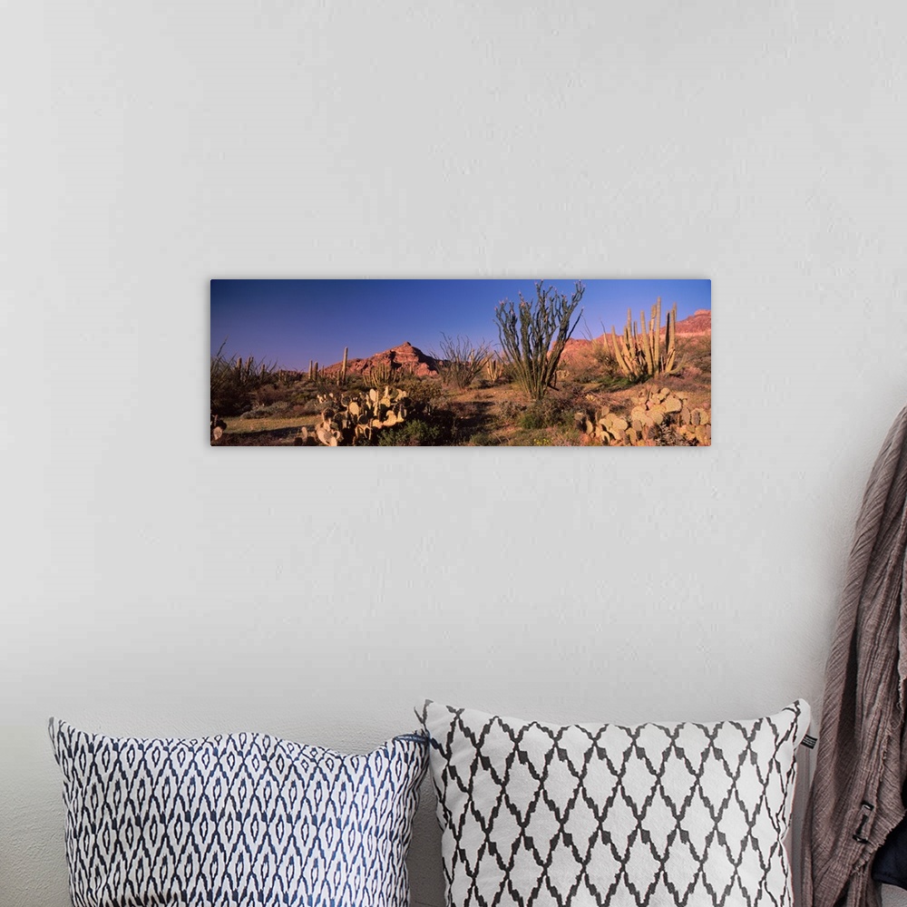 A bohemian room featuring Organ Pipe cacti Stenocereus thurberi on a landscape Organ Pipe Cactus National Monument Arizona