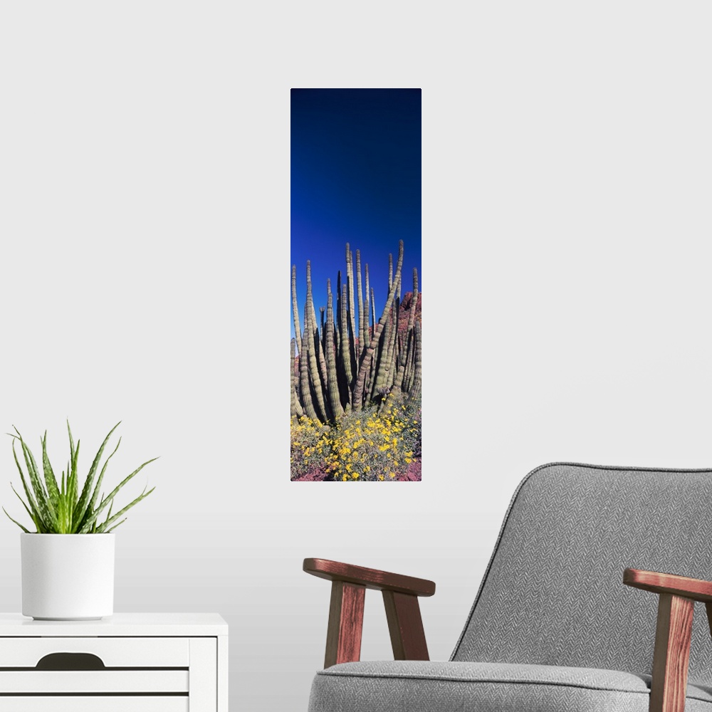 A modern room featuring Organ Pipe cacti Stenocereus thurberi on a landscape Organ Pipe Cactus National Monument Arizona