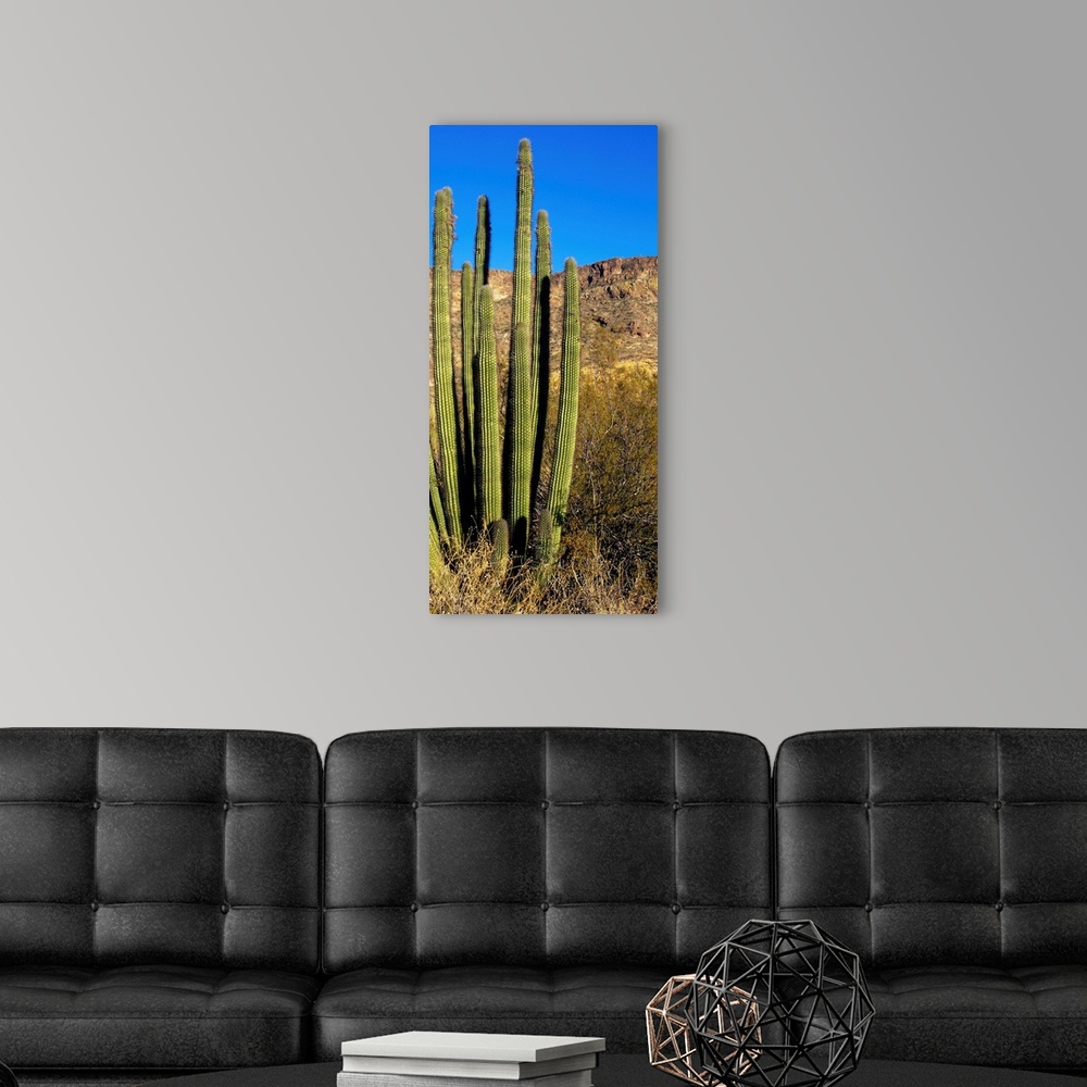 A modern room featuring Organ Pipe Cactus AZ