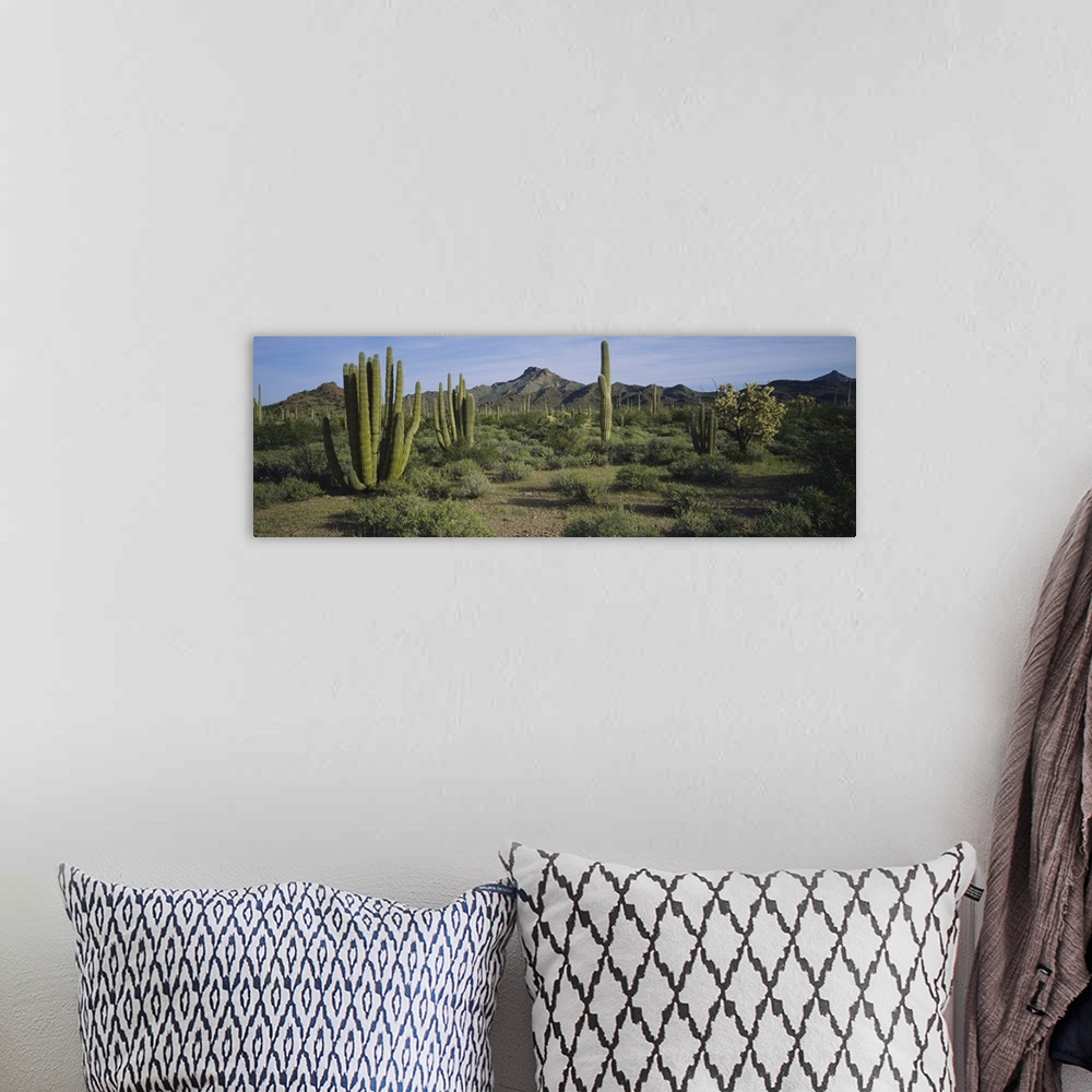 A bohemian room featuring Organ pipe cactus on a landscape, Organ Pipe Cactus National Monument, Arizona