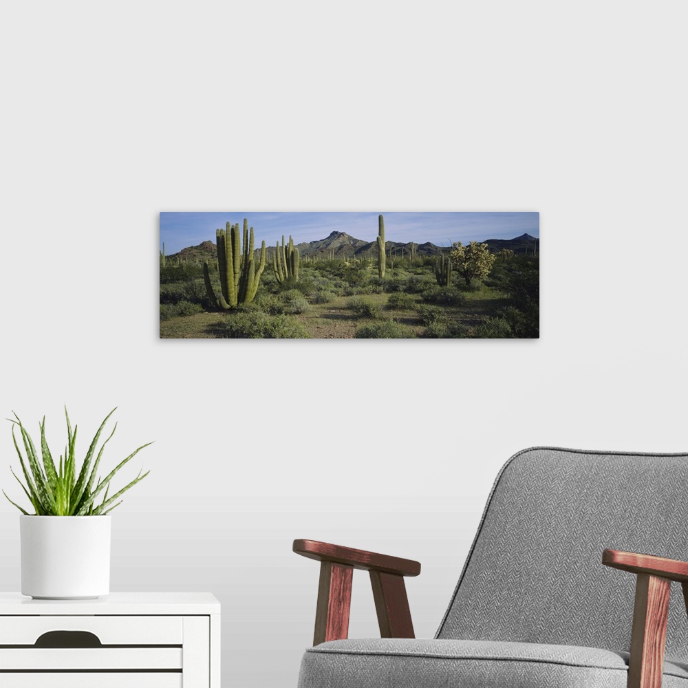 A modern room featuring Organ pipe cactus on a landscape, Organ Pipe Cactus National Monument, Arizona