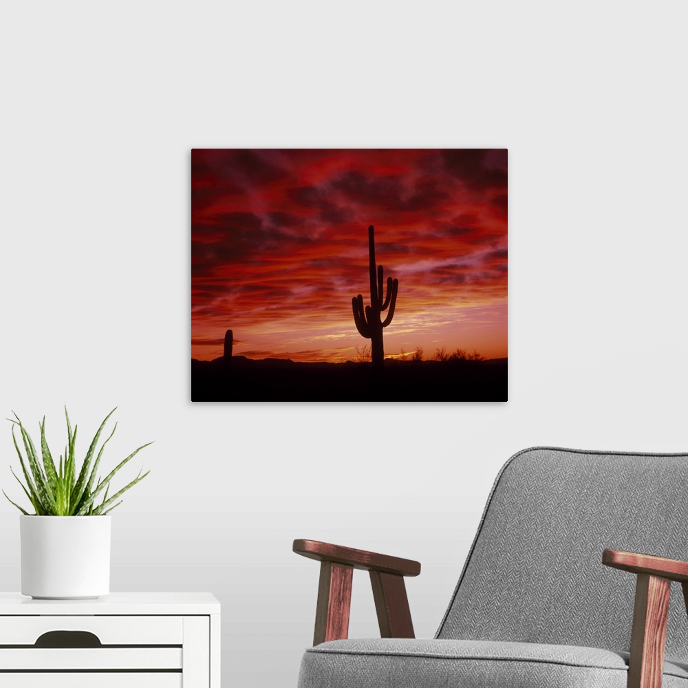 A modern room featuring Silhouette of an organ pipe cactus at sunset in a desert in Arizona (AZ). Sky is full of vibrant ...