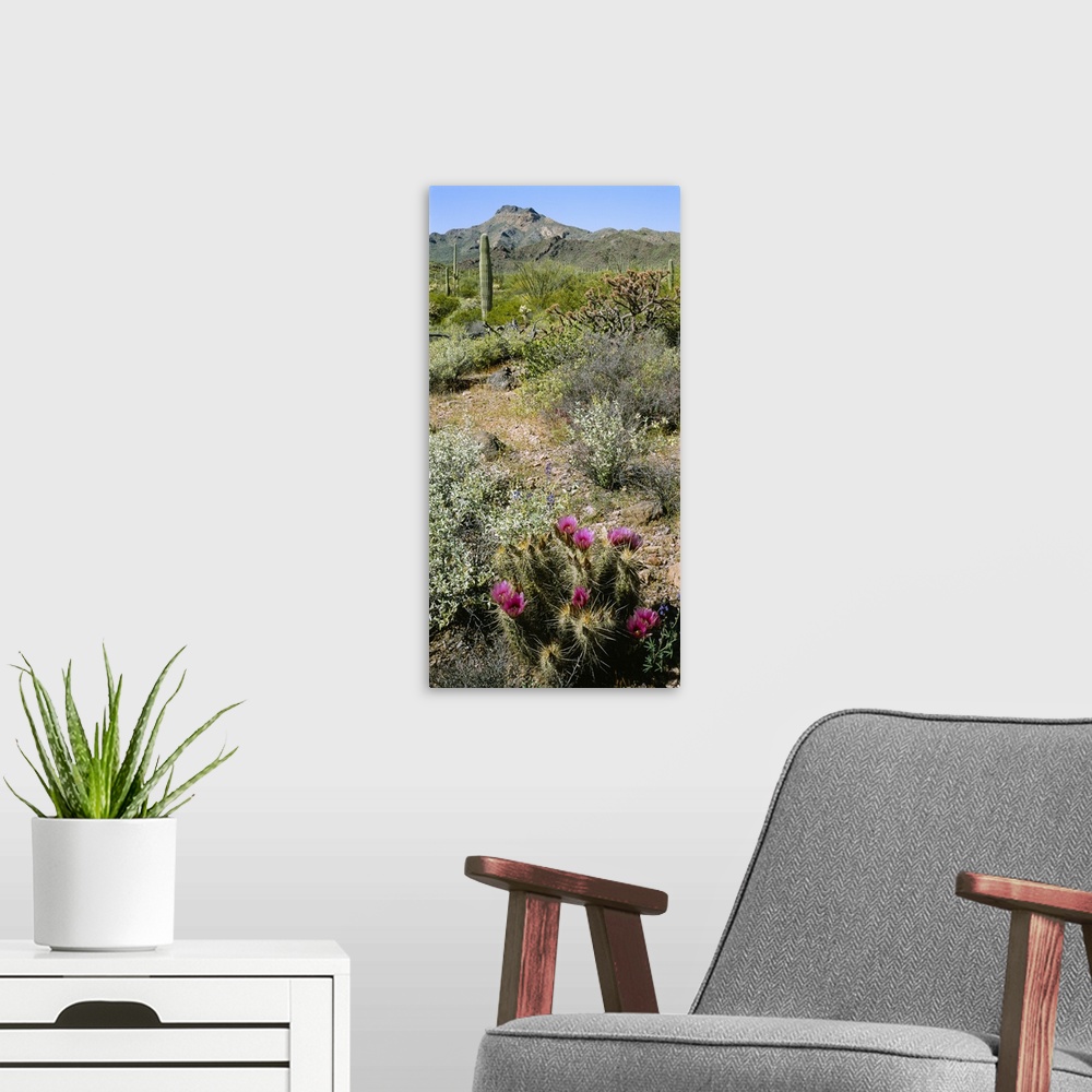 A modern room featuring Organ Pipe Cactus (Stenocereus thurberi) in a field, Organ Pipe Cactus National Monument, Arizona