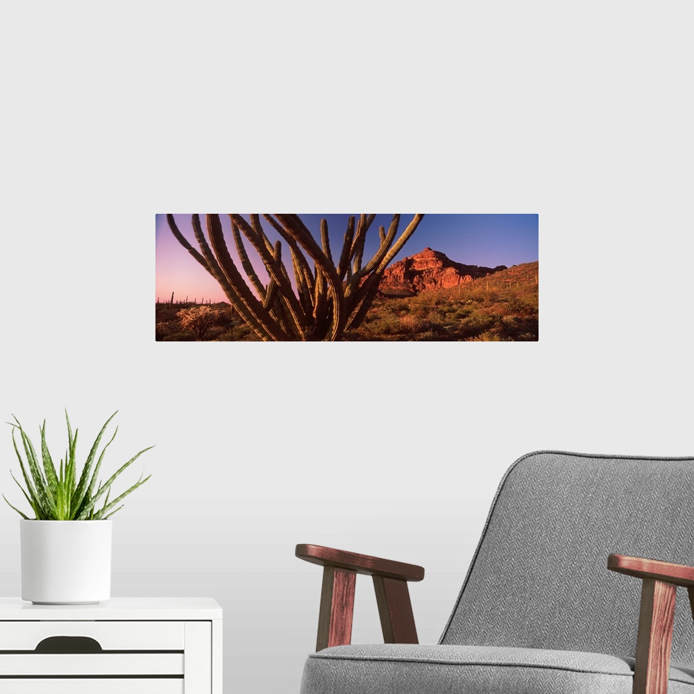 A modern room featuring Organ Pipe cactus Stenocereus thurberi on a landscape Organ Pipe Cactus National Monument Arizona