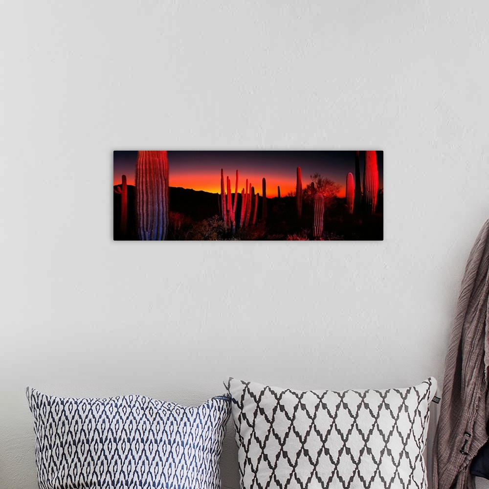 A bohemian room featuring Cactuses catching the fading light in this panoramic photograph of this desert sunset.