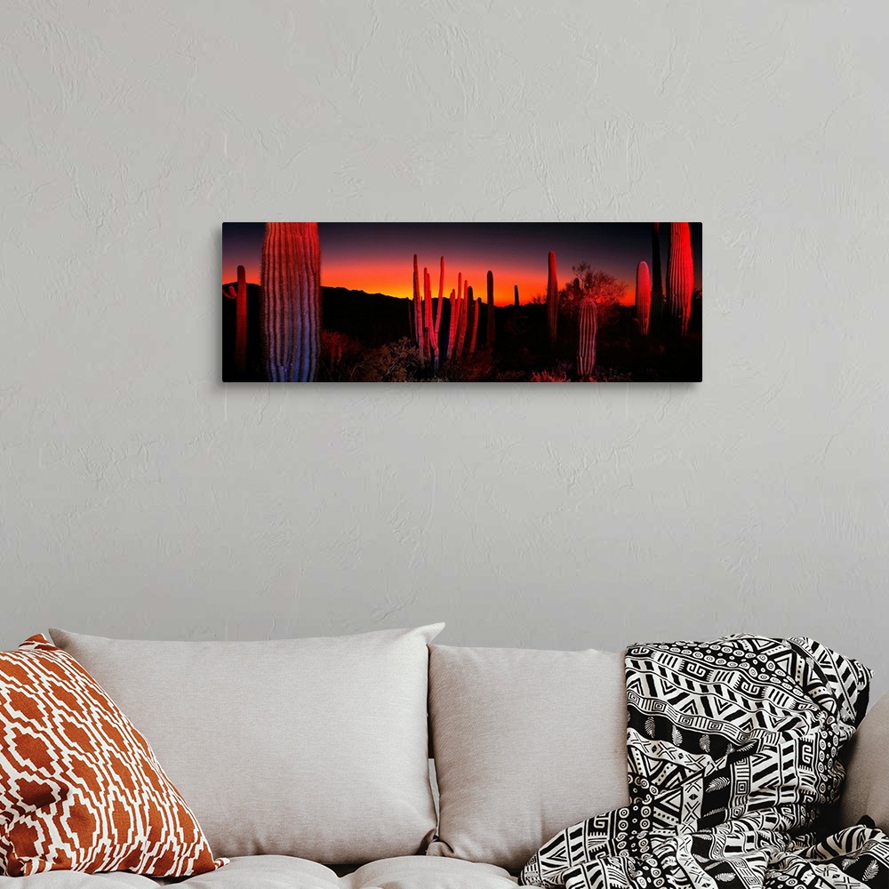A bohemian room featuring Cactuses catching the fading light in this panoramic photograph of this desert sunset.