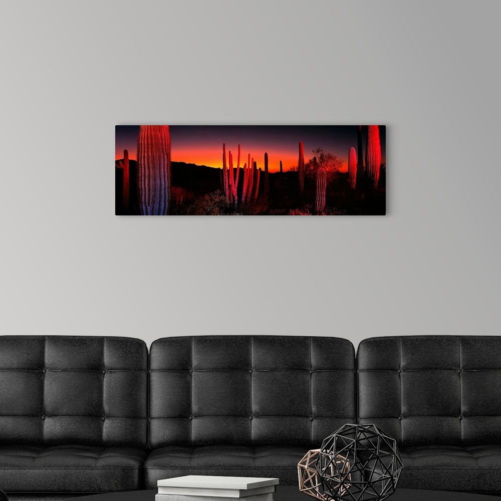 A modern room featuring Cactuses catching the fading light in this panoramic photograph of this desert sunset.