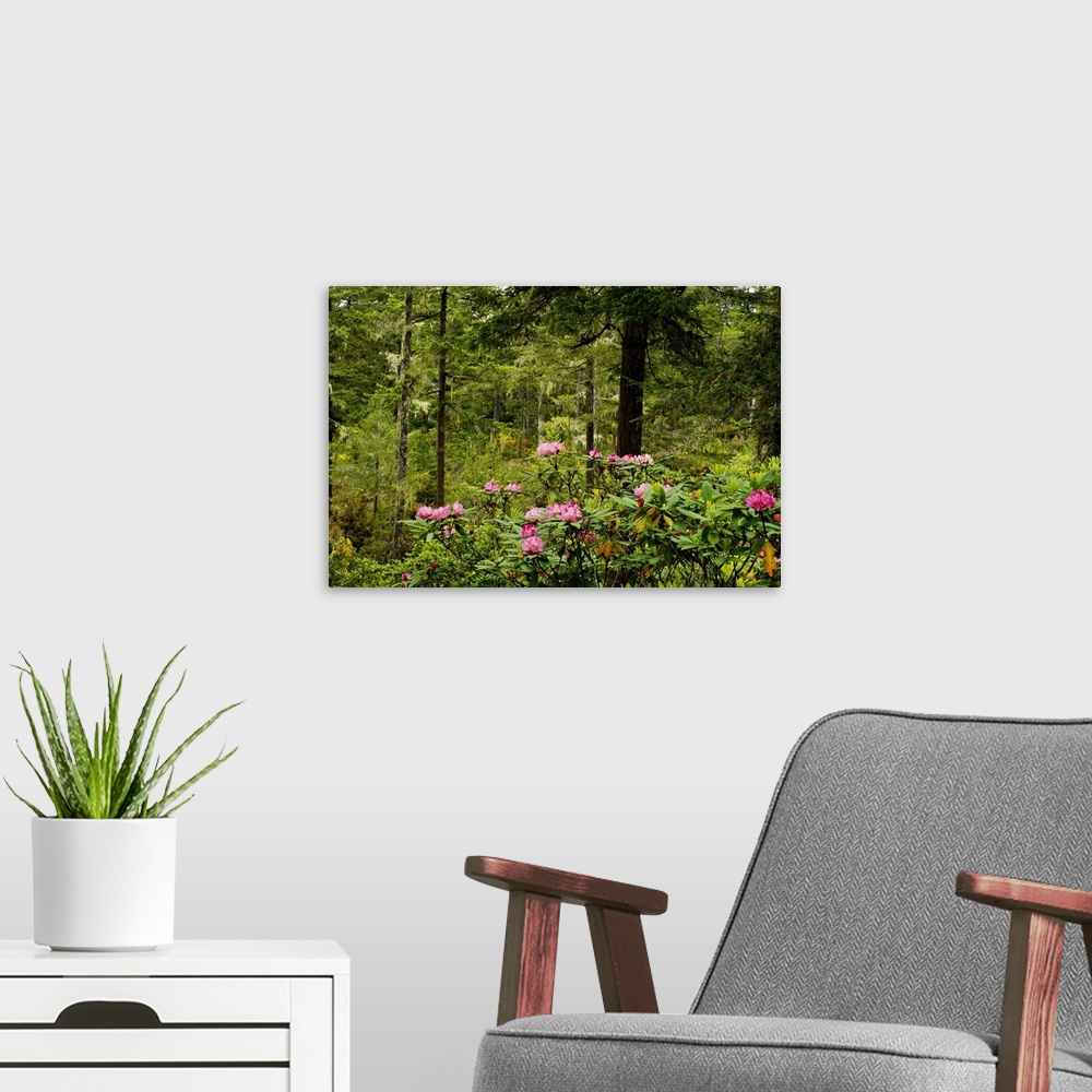 A modern room featuring Pacific Rhododendron Flowers (Rhododendron Macrophyllum) Blooming In Forest