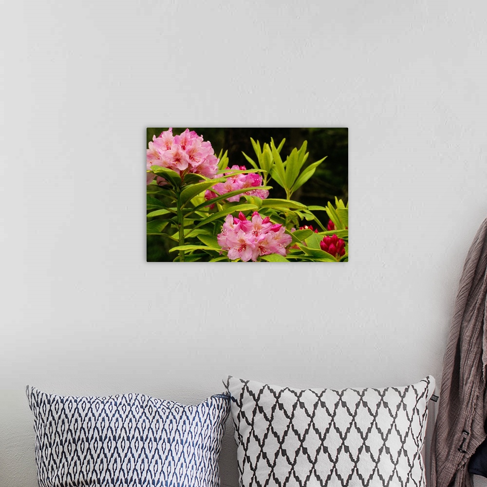 A bohemian room featuring Pacific Rhododendron Flowers (Rhododendron Macrophyllum) In Bloom