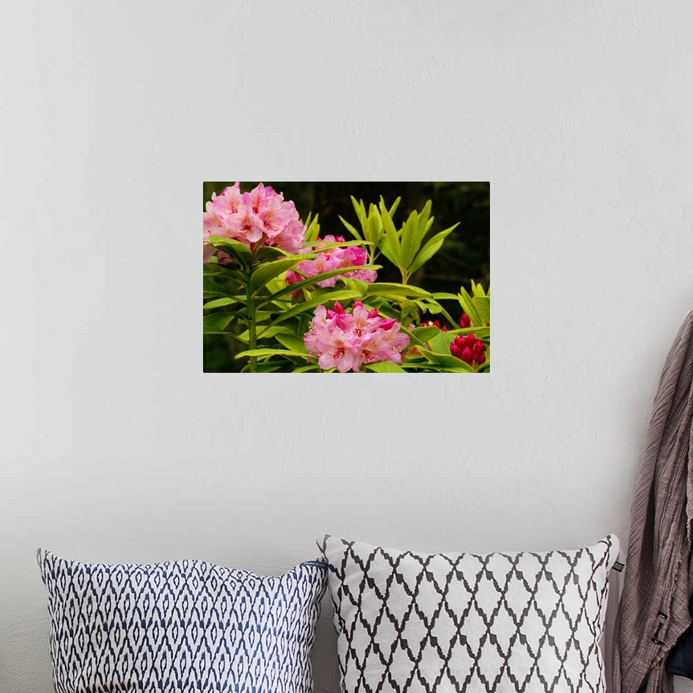 A bohemian room featuring Pacific Rhododendron Flowers (Rhododendron Macrophyllum) In Bloom