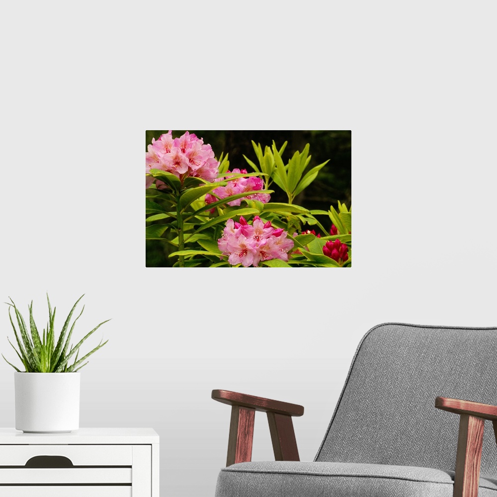 A modern room featuring Pacific Rhododendron Flowers (Rhododendron Macrophyllum) In Bloom