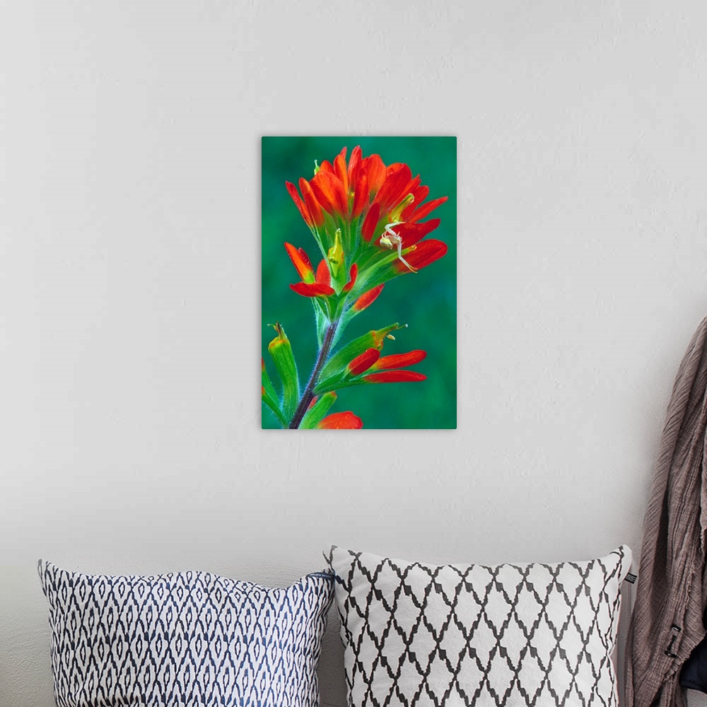 A bohemian room featuring Paintbrush flower in bloom, close up, Michigan