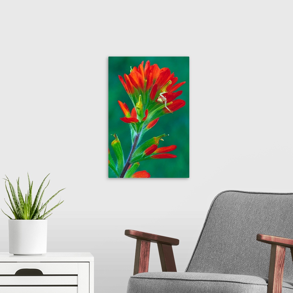 A modern room featuring Paintbrush flower in bloom, close up, Michigan