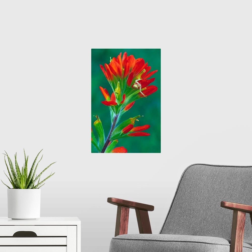 A modern room featuring Paintbrush flower in bloom, close up, Michigan