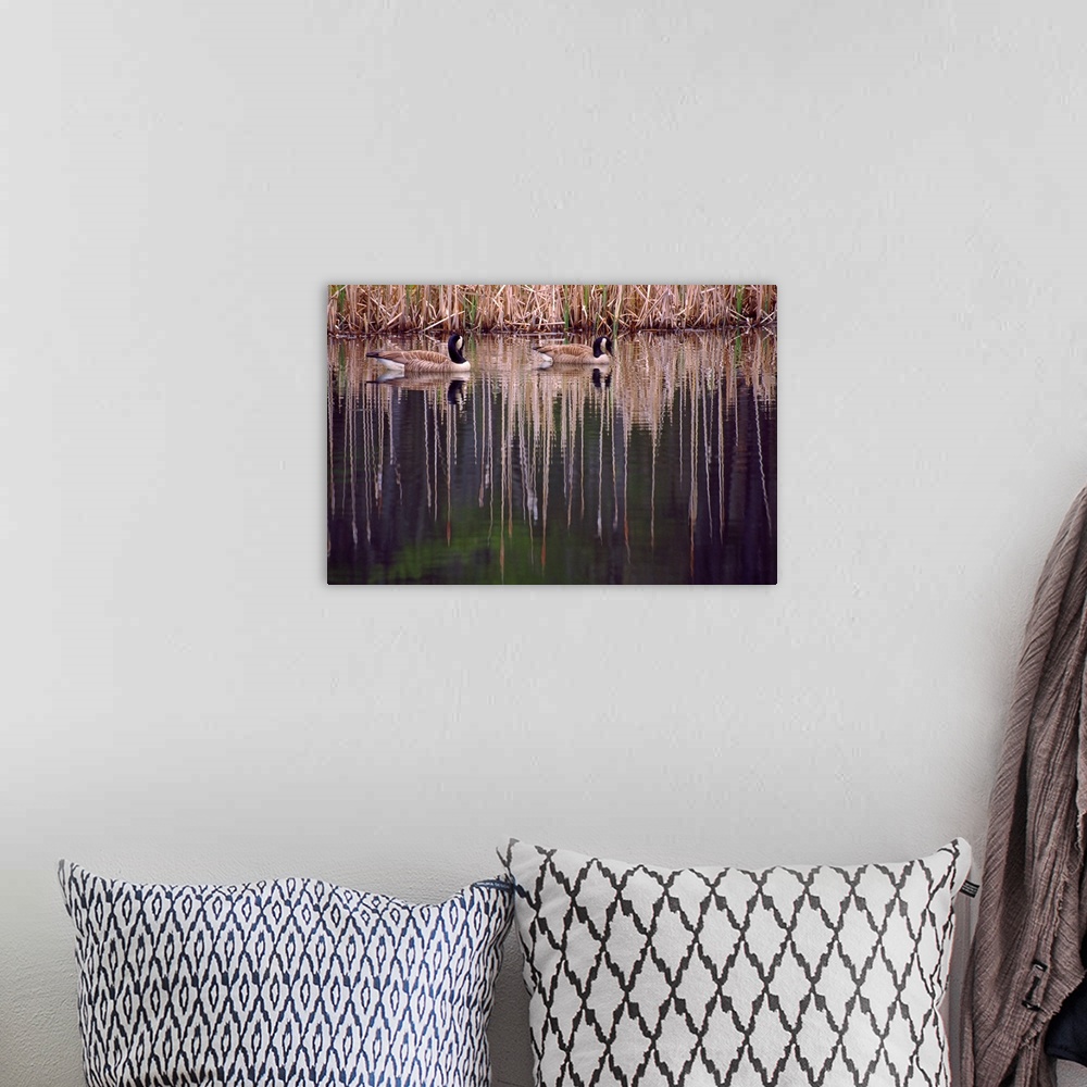 A bohemian room featuring Pair Of Canada Geese On Still Water