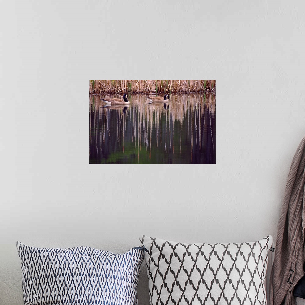A bohemian room featuring Pair Of Canada Geese On Still Water
