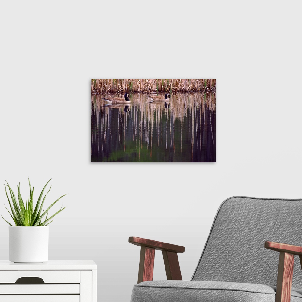 A modern room featuring Pair Of Canada Geese On Still Water