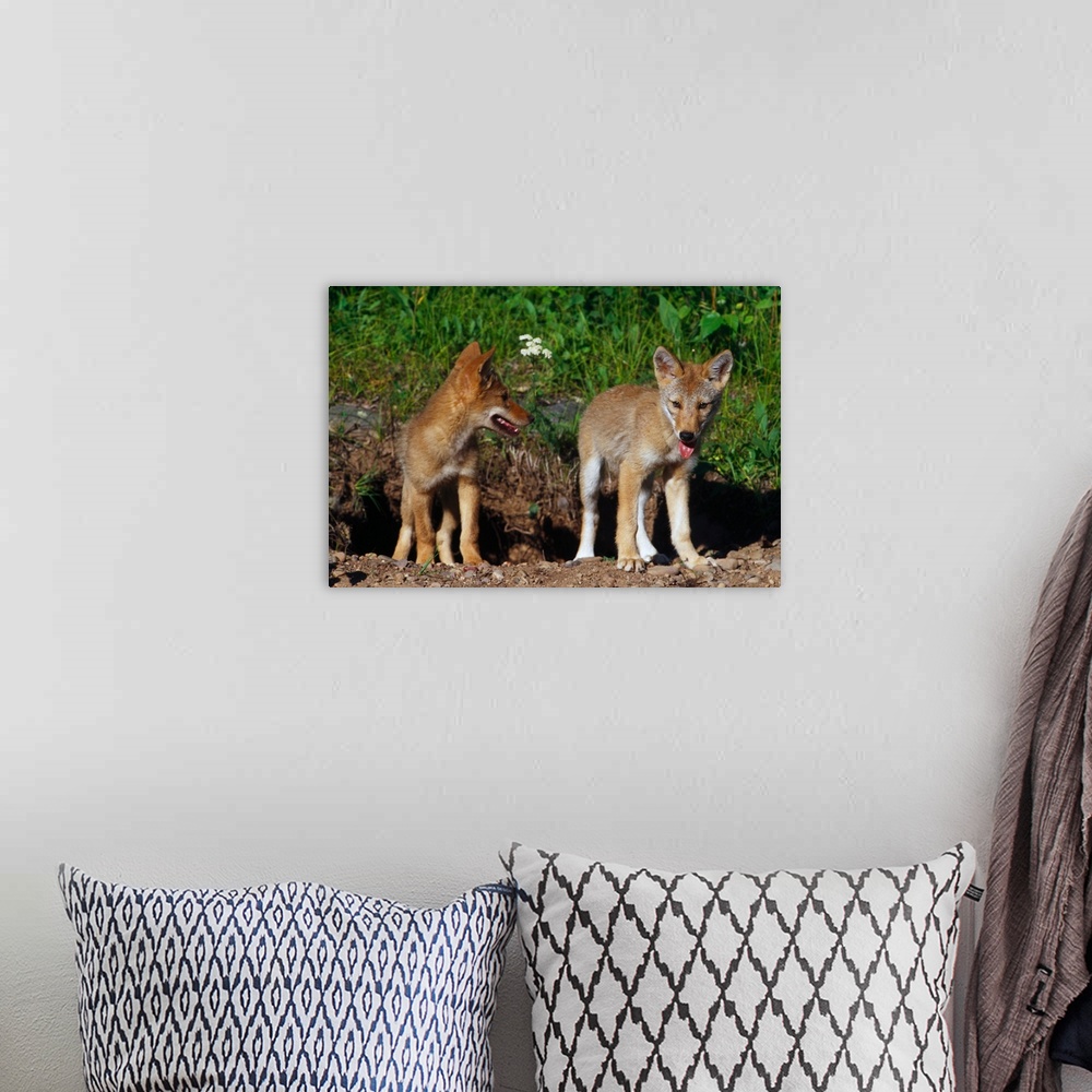 A bohemian room featuring Pair of coyote pups standing side by side, Minnesota