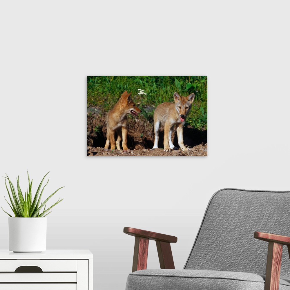 A modern room featuring Pair of coyote pups standing side by side, Minnesota