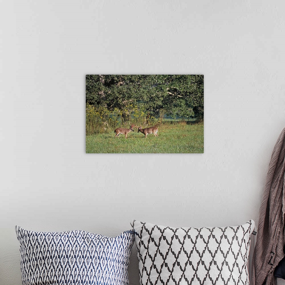 A bohemian room featuring Oversized horizontal photograph of two bucks rubbing their antlers together while standing in a c...