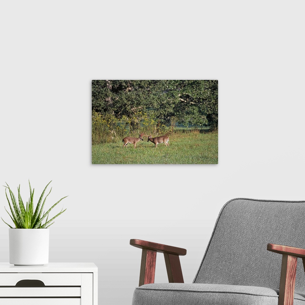 A modern room featuring Oversized horizontal photograph of two bucks rubbing their antlers together while standing in a c...