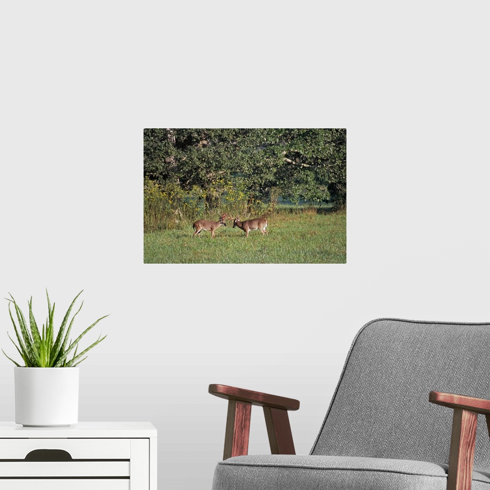 A modern room featuring Oversized horizontal photograph of two bucks rubbing their antlers together while standing in a c...
