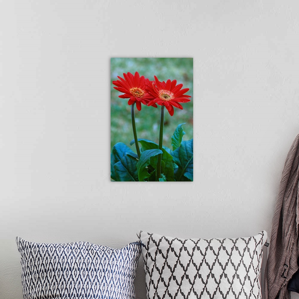 A bohemian room featuring Pair of gerber daisy blossoms, close up.