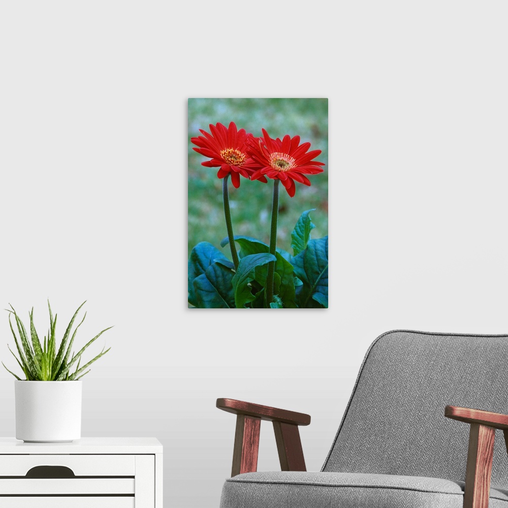 A modern room featuring Pair of gerber daisy blossoms, close up.