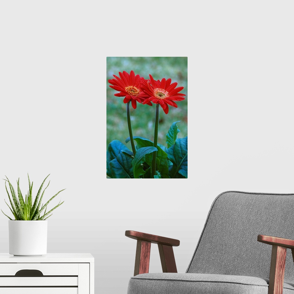 A modern room featuring Pair of gerber daisy blossoms, close up.