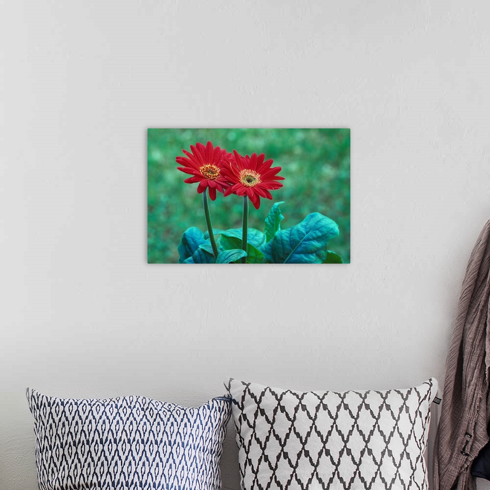 A bohemian room featuring Pair of gerber daisy blossoms, close up.