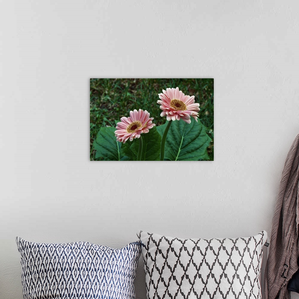 A bohemian room featuring Pair of gerbera daisy flowers blooming, close up.