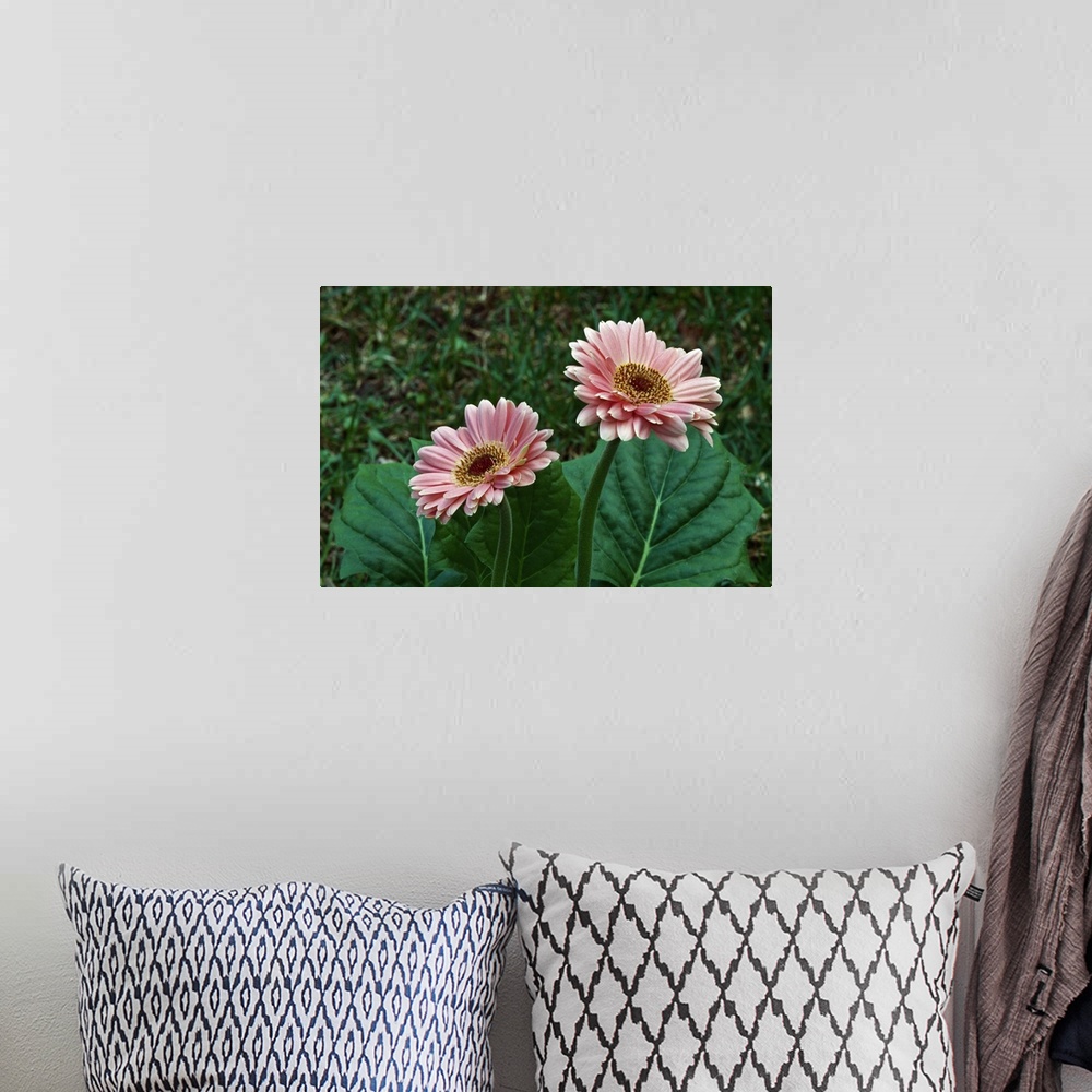 A bohemian room featuring Pair of gerbera daisy flowers blooming, close up.