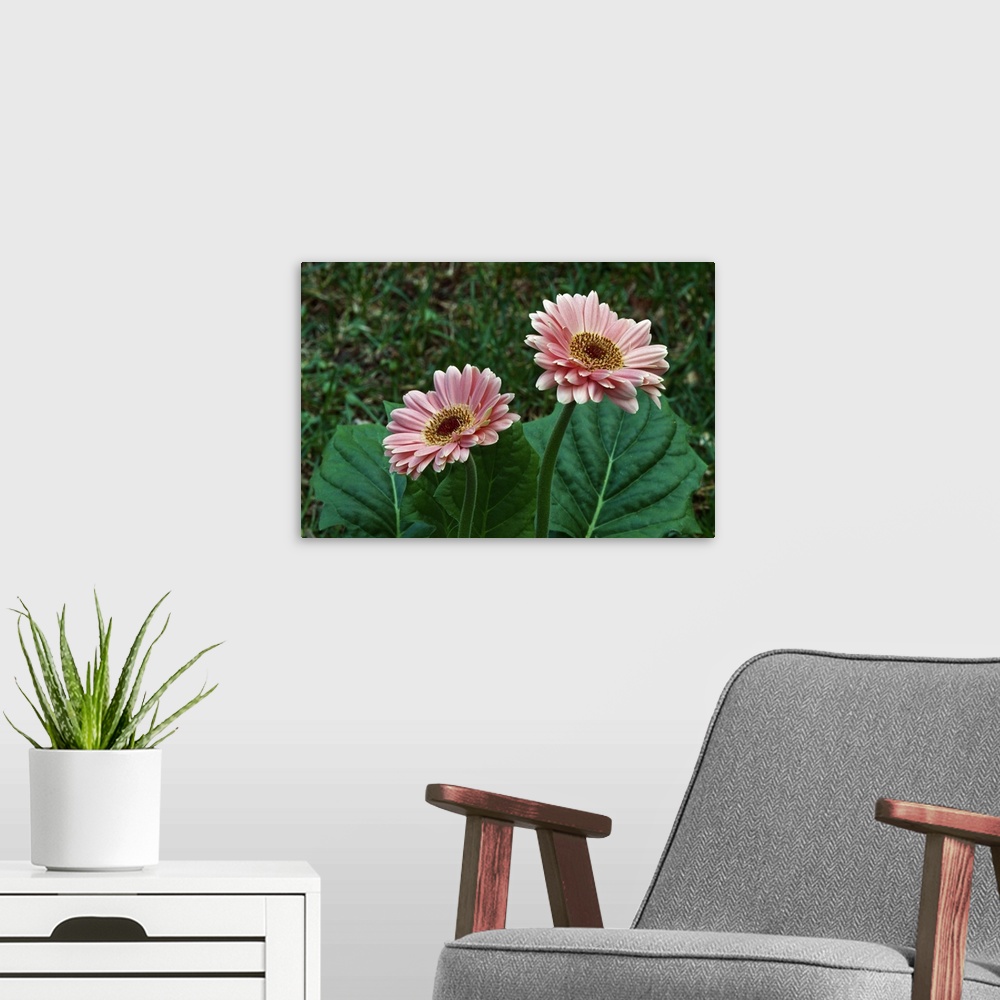 A modern room featuring Pair of gerbera daisy flowers blooming, close up.