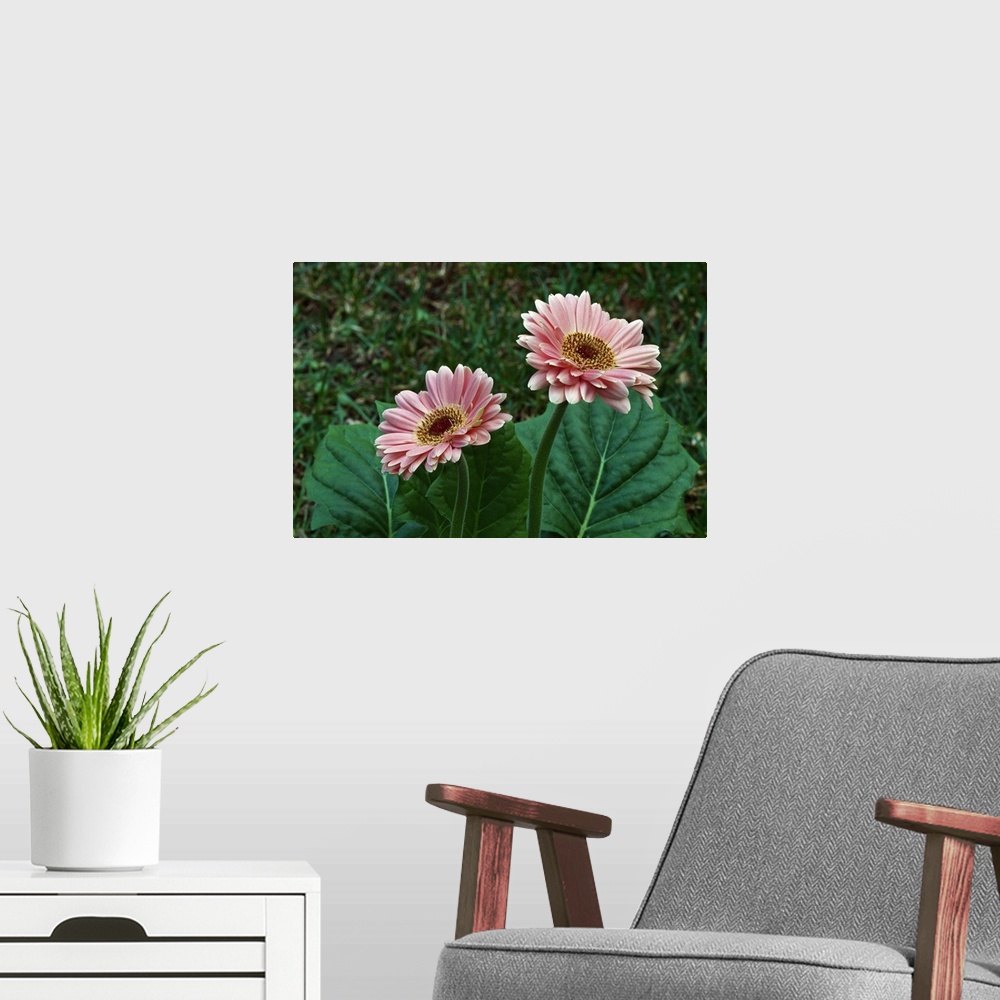 A modern room featuring Pair of gerbera daisy flowers blooming, close up.