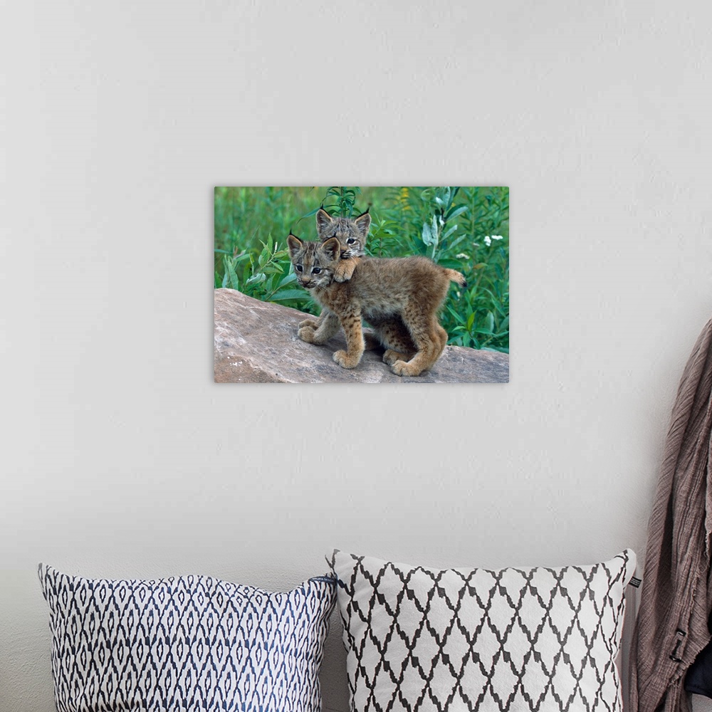 A bohemian room featuring Pair of lynx kittens playing on rock, Minnesota