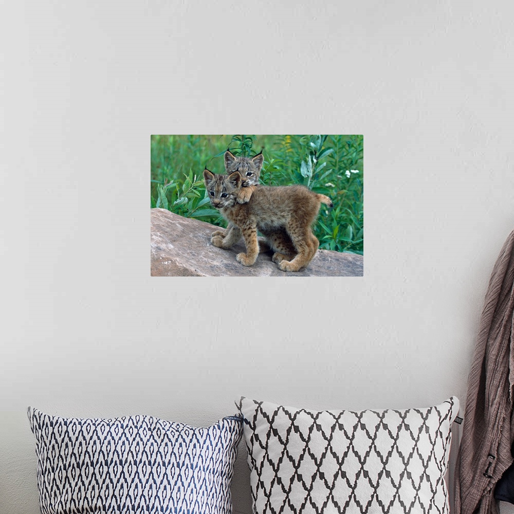 A bohemian room featuring Pair of lynx kittens playing on rock, Minnesota