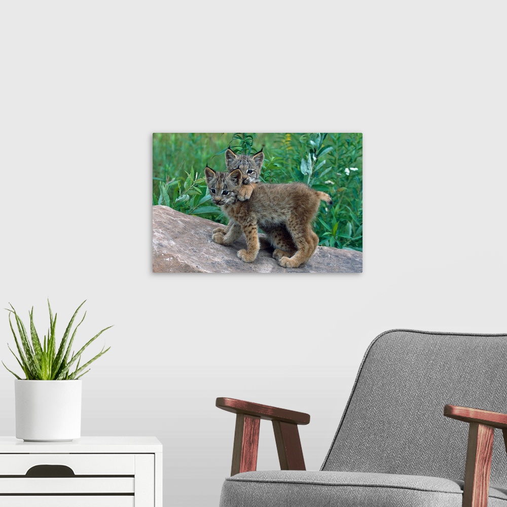 A modern room featuring Pair of lynx kittens playing on rock, Minnesota