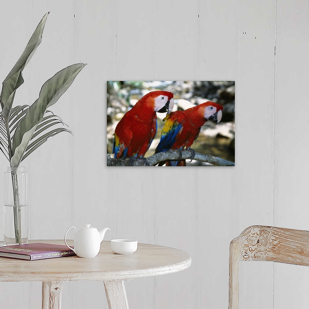 A farmhouse room featuring Pair of scarlet macaws on branch, Honduras.