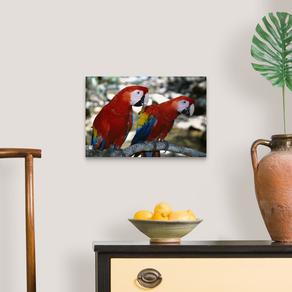 A traditional room featuring Pair of scarlet macaws on branch, Honduras.