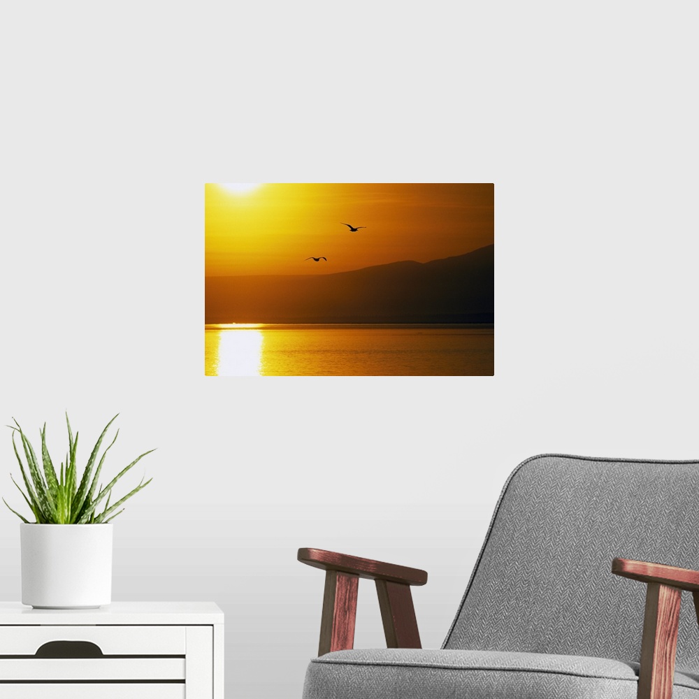 A modern room featuring Pair of seagulls flying over Cook Inlet at sunset, water reflection, Alaska