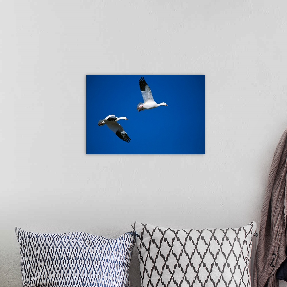 A bohemian room featuring Pair of snow geese flying in blue sky, Bosque Del Apache, New Mexico