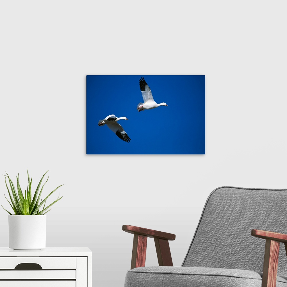 A modern room featuring Pair of snow geese flying in blue sky, Bosque Del Apache, New Mexico