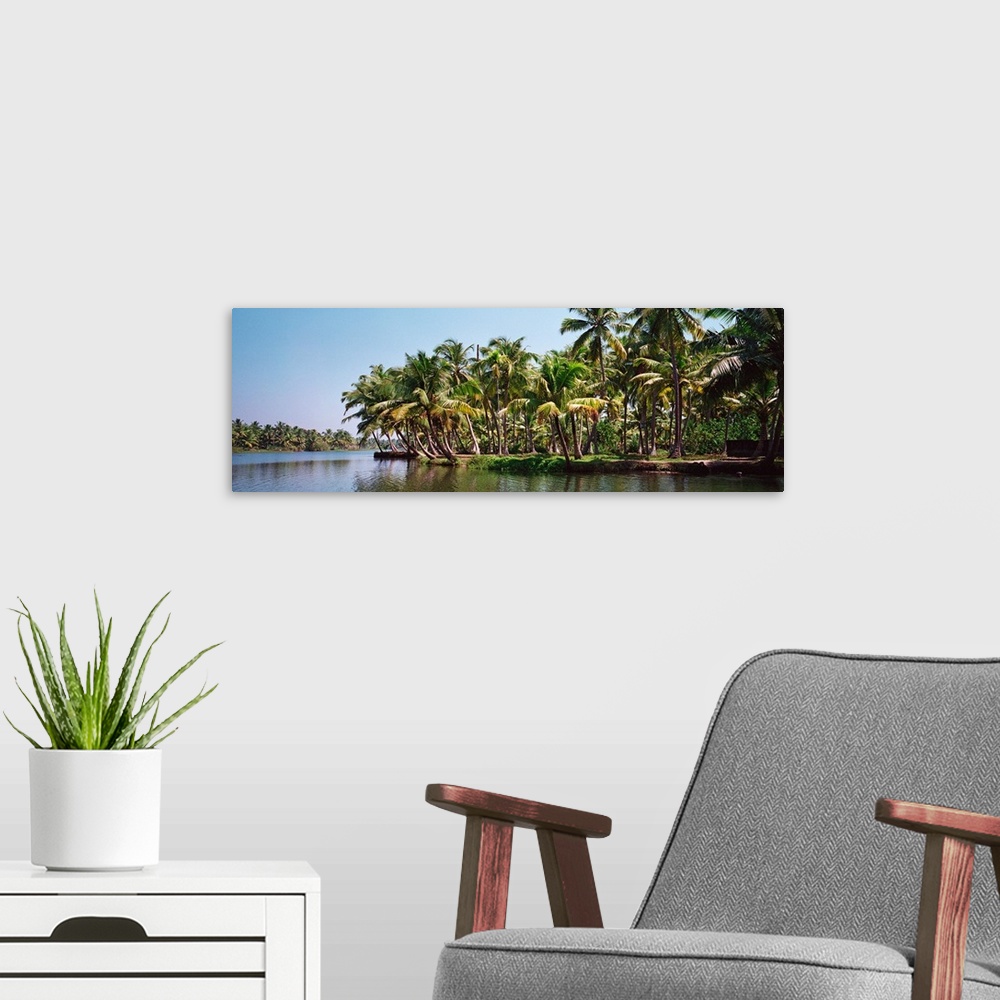 A modern room featuring Palm trees along a river, Kerala, India