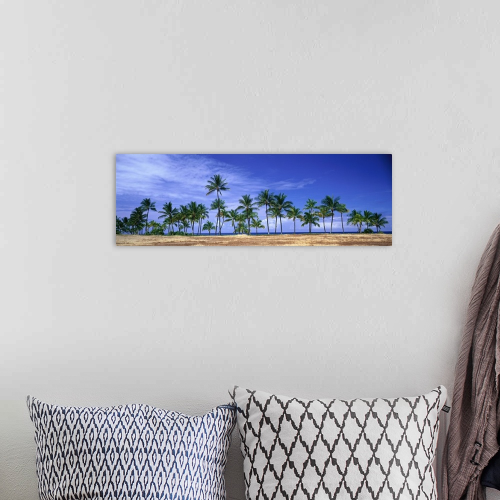 A bohemian room featuring Panoramic of a row of palm trees lined up along the shore of Hawaii.